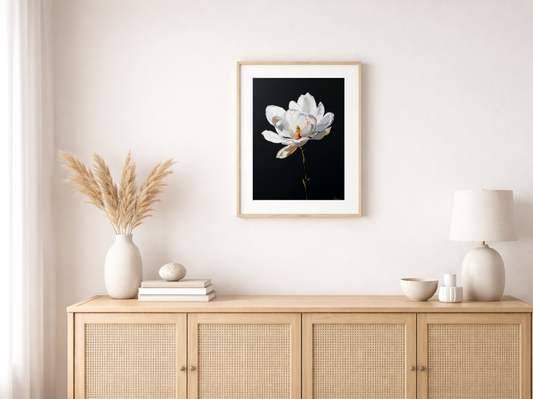 Weiße Magnolienblüte auf Schwarz als Wandbild
